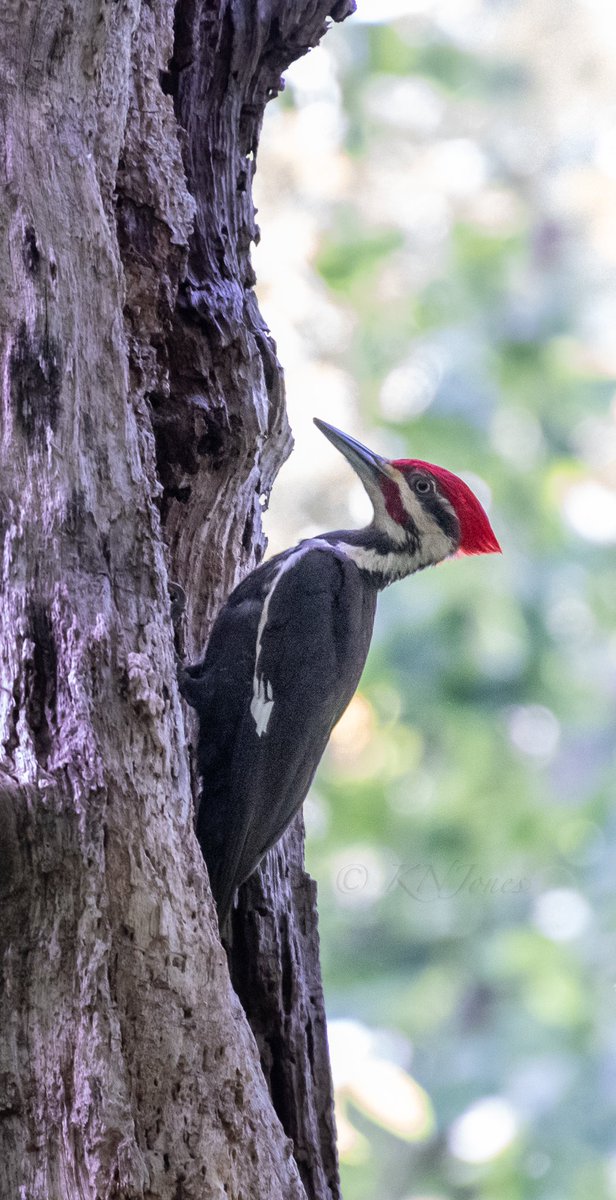 Happy #NationalBirdDay from the largest woodpecker in North America (although I am definitely still holding out for the ivory bill)! #wildlifephotography #birdphotography