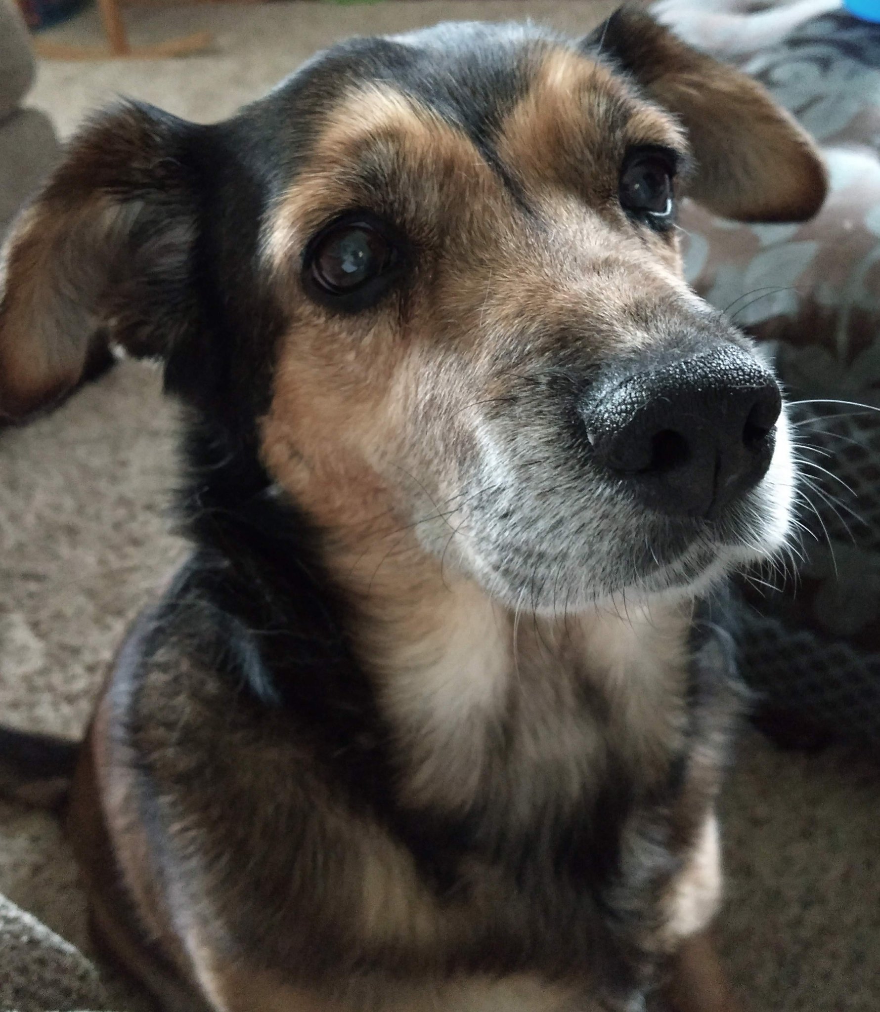 German Shepherd Beagle Lab Mix