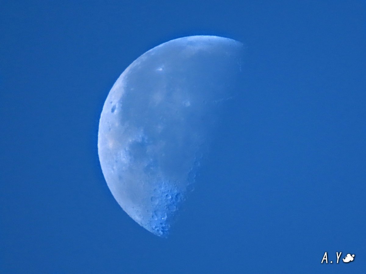 yumeasutw's tweet photo. 🌓朝月が残る、寒さが少し和らいだ水曜日の朝☀️✨
本日の最高/最低気温🌡️9℃/0℃
晴れのち曇り☀️➡️☁️
日が高くなるにつれ北東の風が強くなり、午後は段々雲が多くなる予報です。
※下弦18時37分
#イマツキ #月 #moon
#ロウバイ #蝋梅
#花 #flower
#sunshine
#青空 #bluesky
#a2021 #a0106 #a202101 https://t.co/fB3qv6W6qj