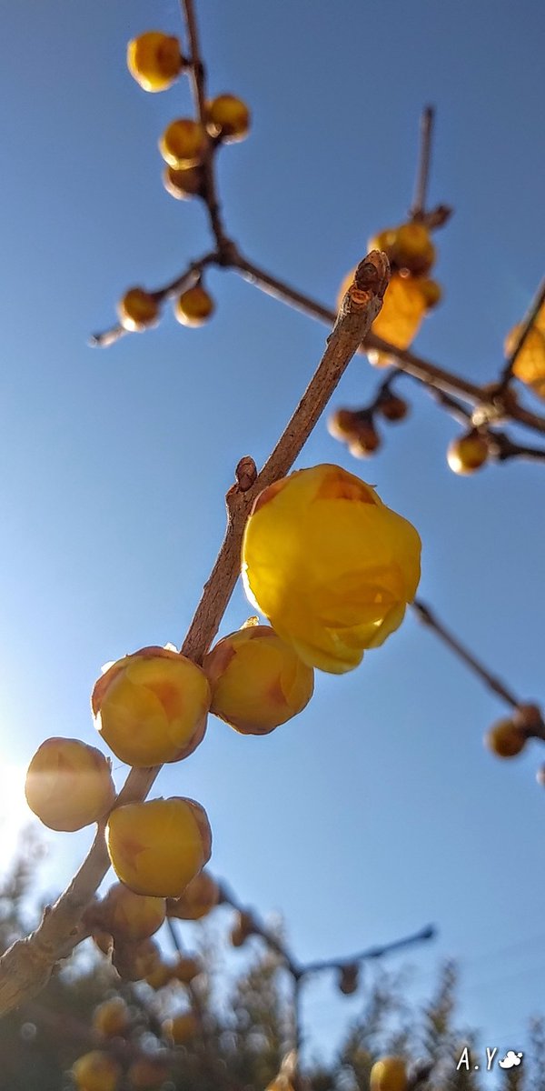 yumeasutw's tweet photo. 🌓朝月が残る、寒さが少し和らいだ水曜日の朝☀️✨
本日の最高/最低気温🌡️9℃/0℃
晴れのち曇り☀️➡️☁️
日が高くなるにつれ北東の風が強くなり、午後は段々雲が多くなる予報です。
※下弦18時37分
#イマツキ #月 #moon
#ロウバイ #蝋梅
#花 #flower
#sunshine
#青空 #bluesky
#a2021 #a0106 #a202101 https://t.co/fB3qv6W6qj