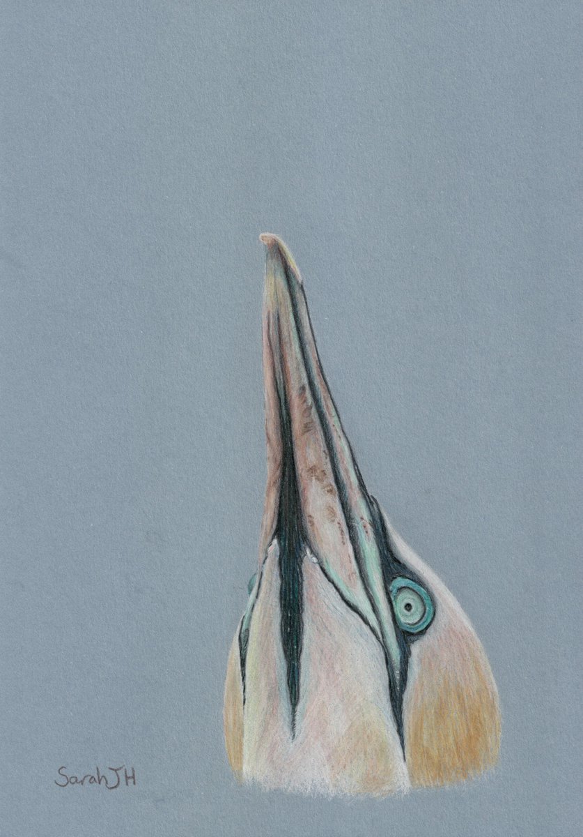 And my final #NationalBirdDay #artwork is 'Looking Up': a #NorthernGannet #drawn today especially for the occasion.