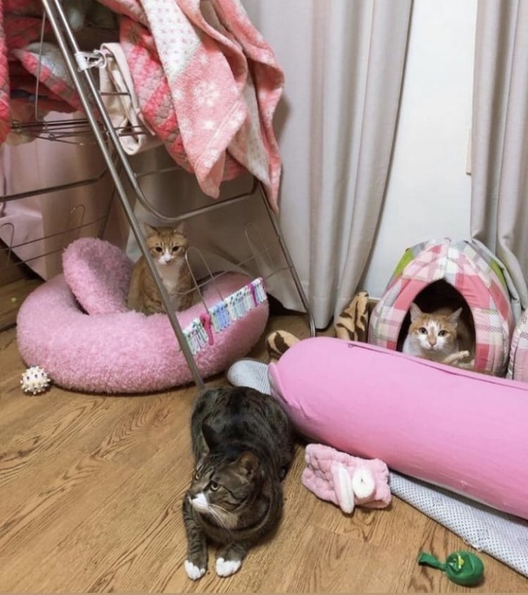 sonyeondankids's tweet photo. 리노 고양이 🐈⬛ 😻🐈 ( Lee knows cats 🐈⬛ 😻🐈) #리노 #스트레이키즈 #straykids #leeknow #doonie #soonie #dori https://t.co/JRbwDpL1KH