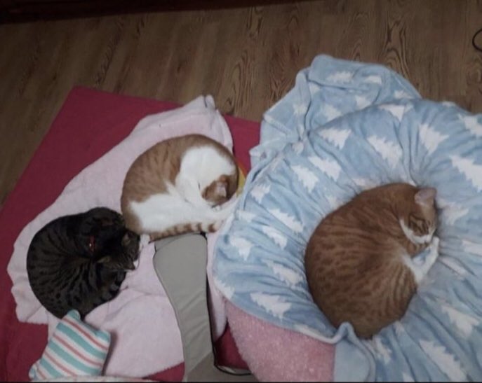 sonyeondankids's tweet photo. 리노 고양이 🐈⬛ 😻🐈 ( Lee knows cats 🐈⬛ 😻🐈) #리노 #스트레이키즈 #straykids #leeknow #doonie #soonie #dori https://t.co/JRbwDpL1KH