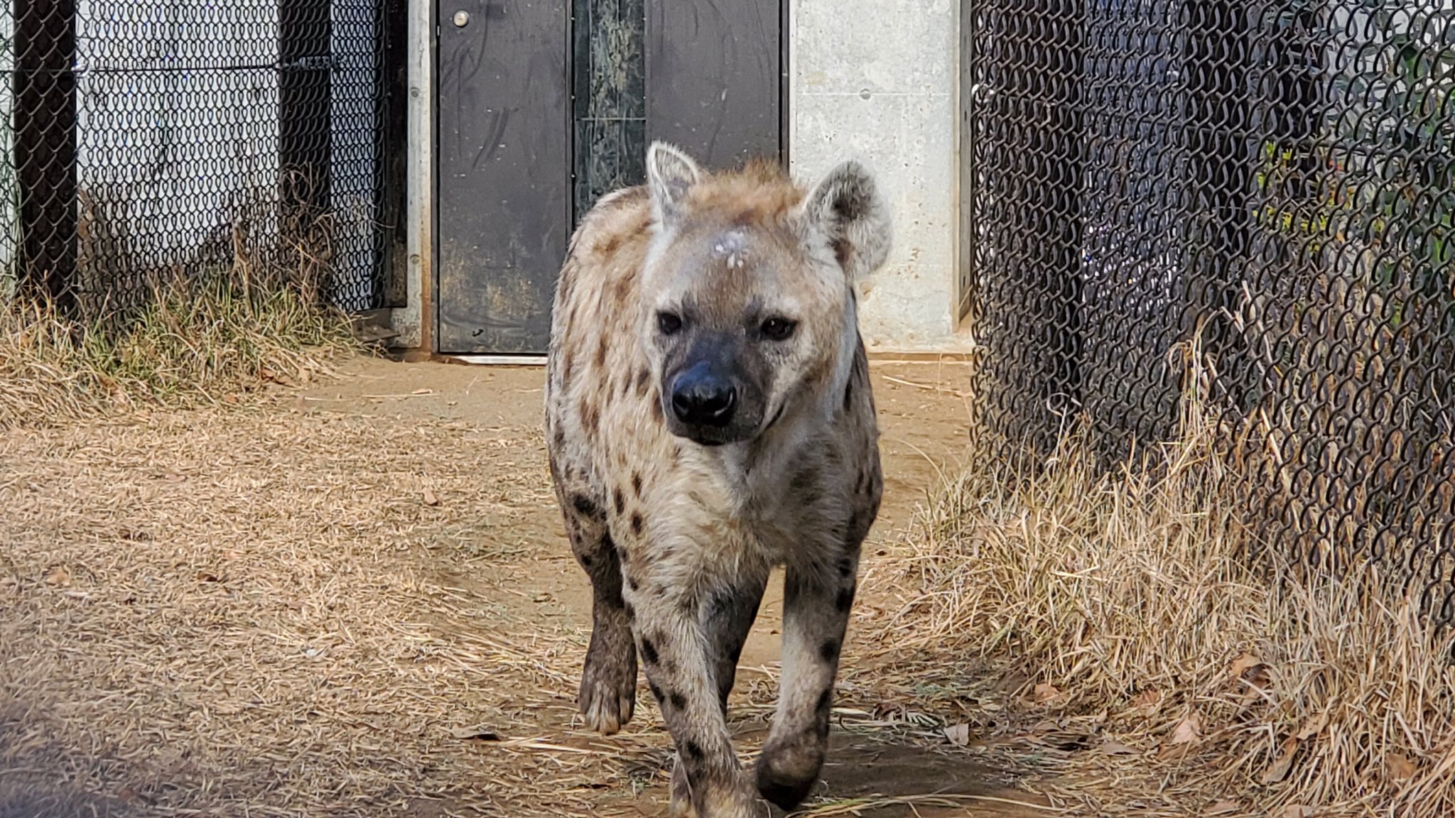 千葉市動物公園 公式 本日は休園日 カロアは初パドック そして エサンドワは初めての展示場体験中です ハイエナ舎や動物公園の環境に慣れて欲しいのでゆっくりゆっくり進んでいこうね 飼2 千葉市動物公園 ブチハイエナ ハイエナ地位向上委員会