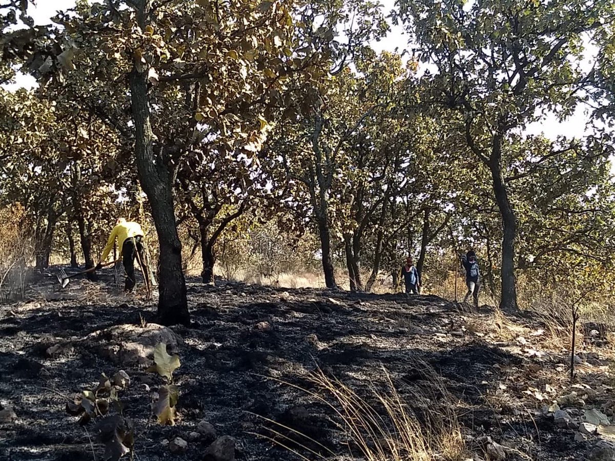 bosquenixticuil's tweet photo. Hoy otro #incendioforestal cerca de la zona quemada ayer, en represalia por denunciar a los sujetos que nos bloquearon el paso e intentaron intimidarnos. Llamamos a estar atentos y responsabilizamos a @PabloLemusN del hostigamiento que nos pone en riesgo y genera daños al #bosque https://t.co/pg9jZinWo3