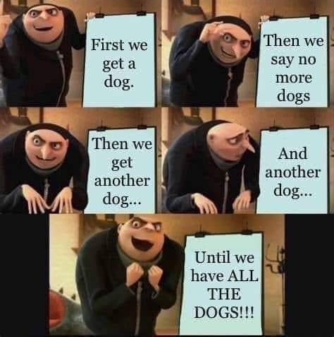_kaityann's tweet photo. @dontsubtweetme sooo.....dog? https://t.co/2Ci3IKTHT3