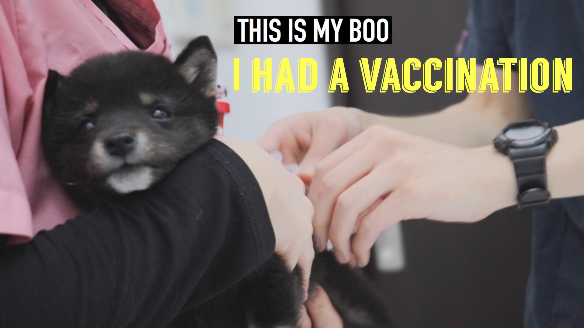 This Is My Boo Youtube ぶぅちゃん こんな時もあったね 豆柴 子犬の初めての注射で泣き叫ぶ ワクチン接種 I Had A Vaccination T Co Jcux7xscvv 豆柴 フレブル 子犬 かわいい ぶぅとぼくの姉妹日記 Vlog いぬのいる暮らし