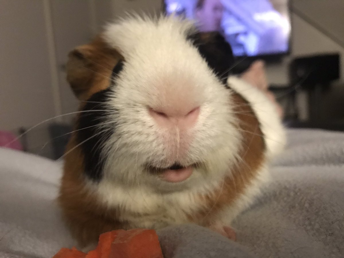 CentralPig's tweet photo. Boomer with blanket and a carrot makes for one happy pig tonight https://t.co/rLK7LqET4I