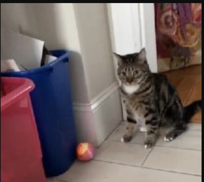 CaughtDot's tweet photo. Have you seen Dottie the cat? She went missing today after a fire in her home on Crescent Ave. Get the details here. #Dorchester  https://t.co/QIpivDuCtl https://t.co/r0bfLksPEg