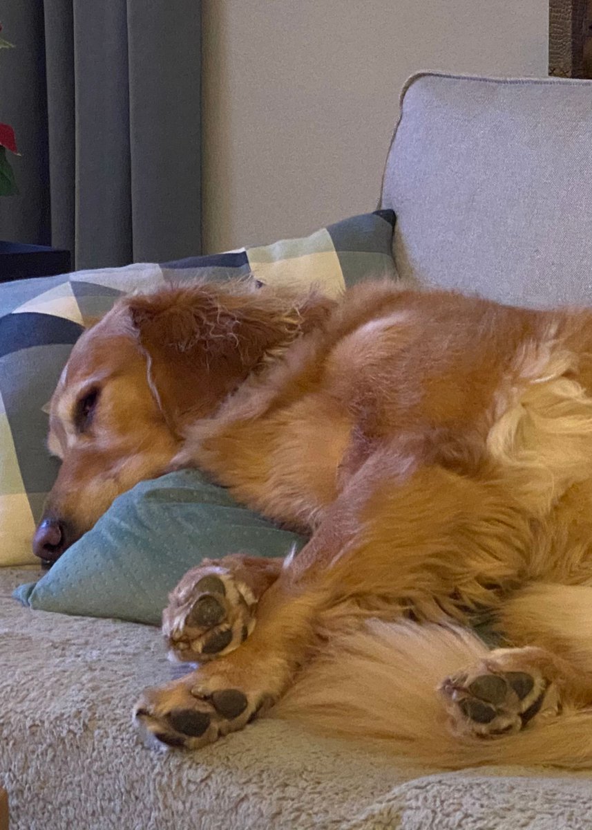 Jennifer_Fink's tweet photo. Ack! Enough with the paperwork episodes! (Bur first, you have yours in order right?)
Now, here's how paperwork makes me feel. Plus, looking at this sweetness makes me feel better when the hubs bugs me about legal stuff and asks me dumb questions.
#estateplanning #sandwichgen https://t.co/WJeVifkDct