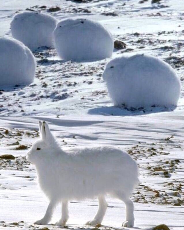 arlenparsa's tweet photo. Cleanse your timeline stress with these arctic hares, aka cold cross buns https://t.co/7rtXWIFE3W