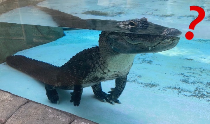 Twitter 上的 公式 熱川バナナワニ園 可愛い アメリカアリゲーター にも ハテナ をつけたら もっと可愛くなったわにっ どうぶつにハテナつけると可愛い選手権 立ちワニ ワニ バナナワニ園 動物 T Co Lxc2mbsifr Twitter Twitter 上的 公式 熱川バナナワニ園 可愛い アメリカアリゲーター にも ハテナ をつけたら もっと可愛くなったわにっ どうぶつにハテナつけると可愛い選手権 立ちワニ ワニ バナナワニ園 動物 T Co Lxc2mbsifr Twitter