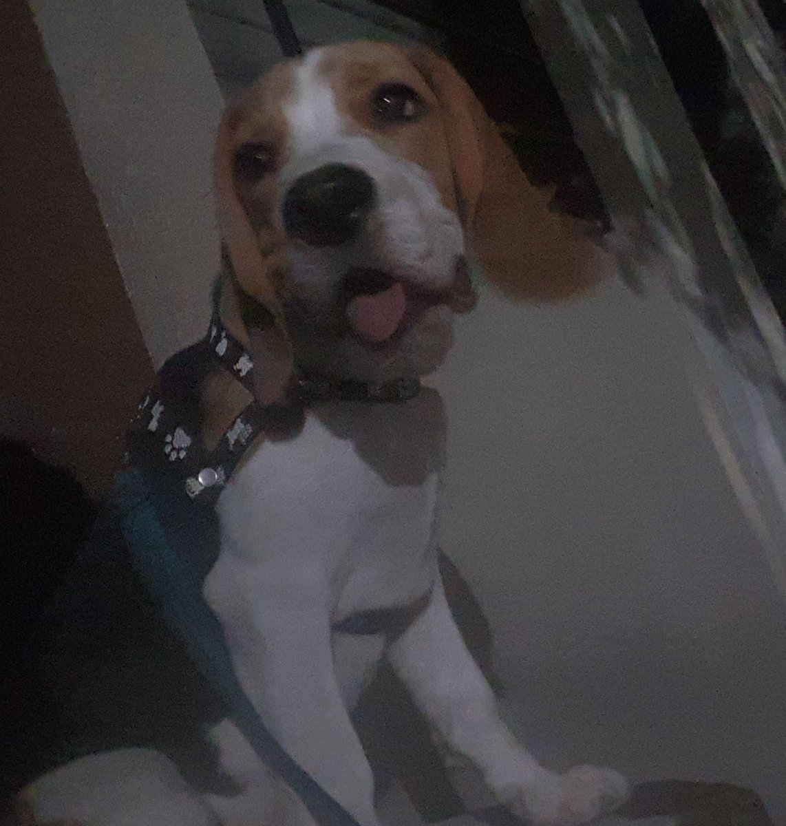 Oscar_Majano31's tweet photo. Walking dog #TommyLee #beagle #beaglelife #petd https://t.co/8EW0Wk4CFK