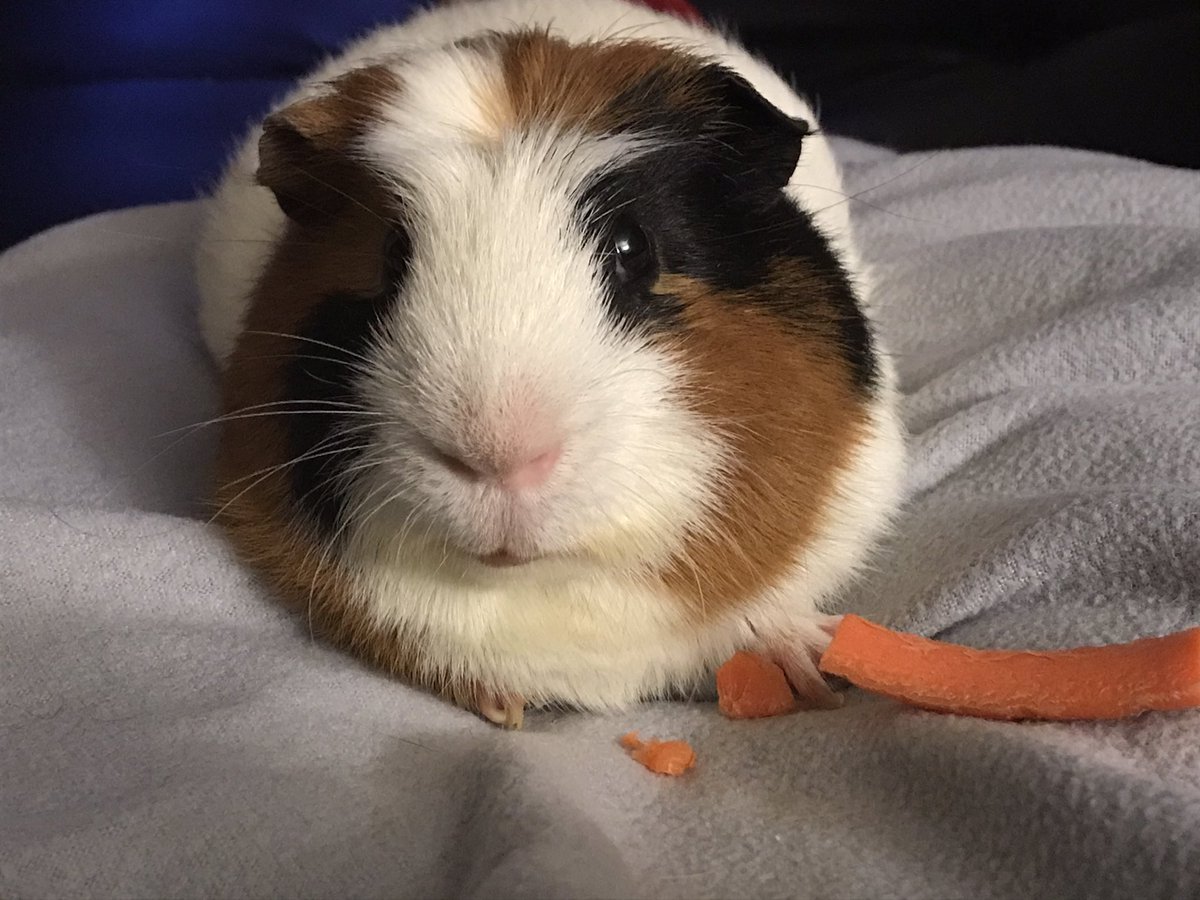 CentralPig's tweet photo. He kind of looks stoned. 
Maybe that’s what two carrot slices does. https://t.co/qoPggd1d5O