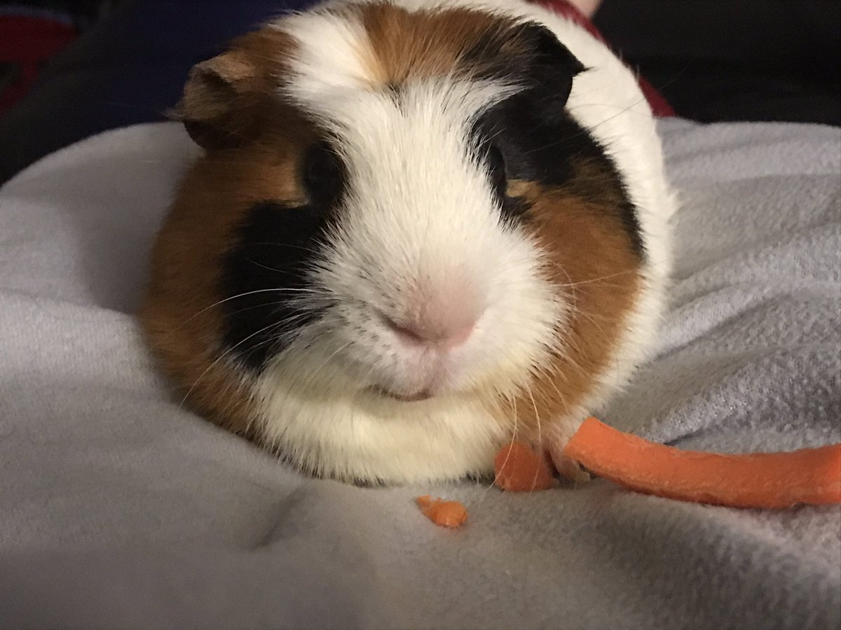 CentralPig's tweet photo. He kind of looks stoned. 
Maybe that’s what two carrot slices does. https://t.co/qoPggd1d5O