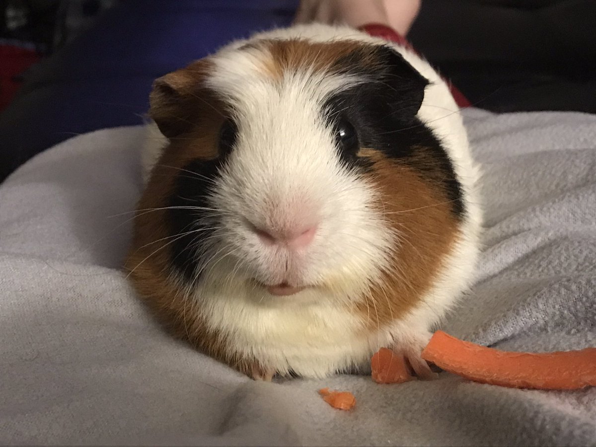 CentralPig's tweet photo. He kind of looks stoned. 
Maybe that’s what two carrot slices does. https://t.co/qoPggd1d5O