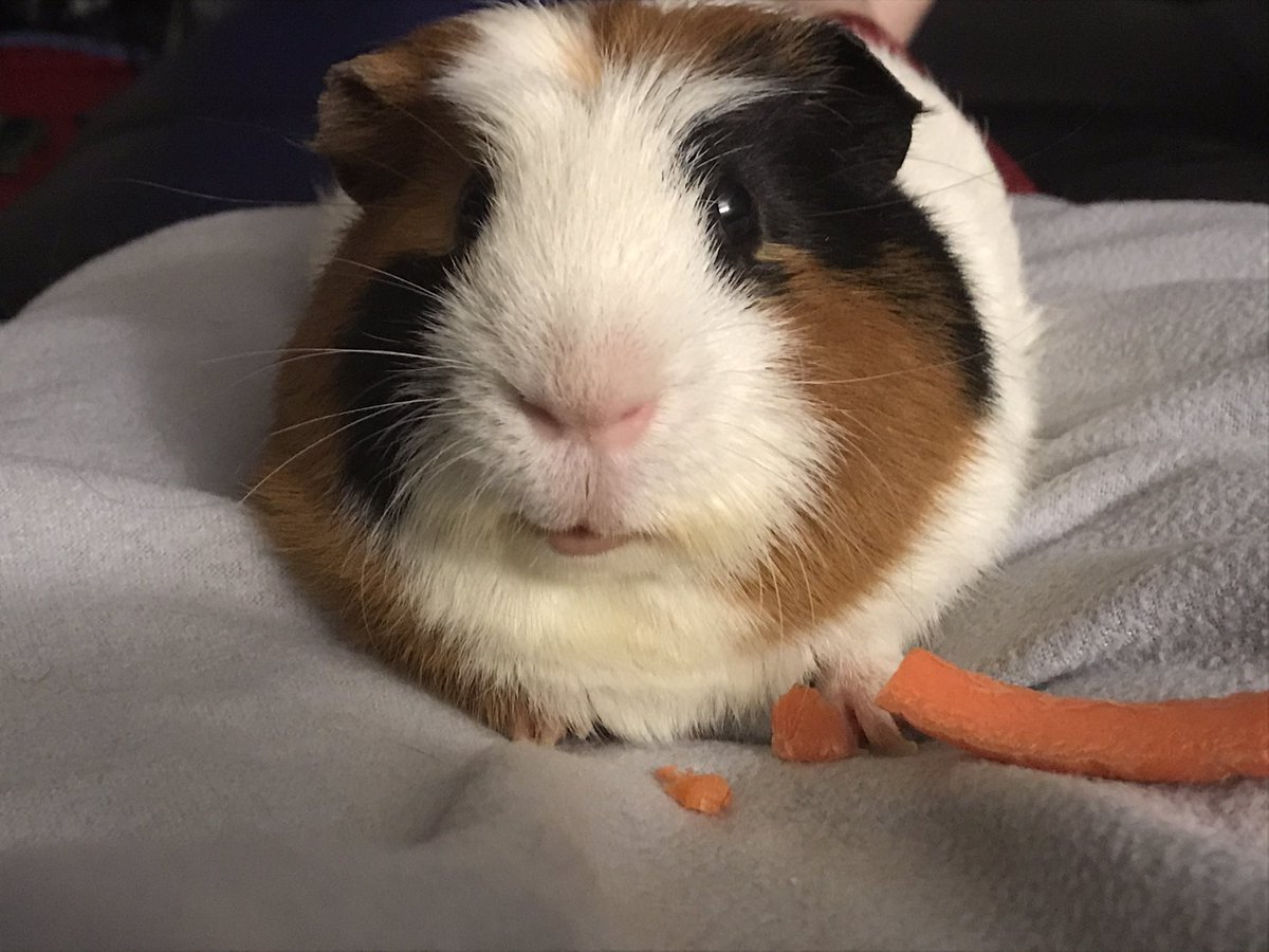 CentralPig's tweet photo. He kind of looks stoned. 
Maybe that’s what two carrot slices does. https://t.co/qoPggd1d5O
