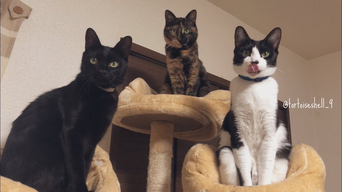 サビ丸 これは前にも言ったんだけど 黒猫は 幸運の象徴 ハチワレ猫は 末広がりで縁起がいい サビ猫 は 幸運を運んできてくれる福猫 って言われてるけどそれ本当だと思う だって私この子達がいて幸せだからね サビ丸 これは前にも言ったんだけど 黒猫は 幸運の象徴 ハチワレ猫は 末広がりで縁起がいい サビ猫 は 幸運を運んできてくれる福猫 って言われてるけどそれ本当だと思う だって私この子達がいて幸せだからね
