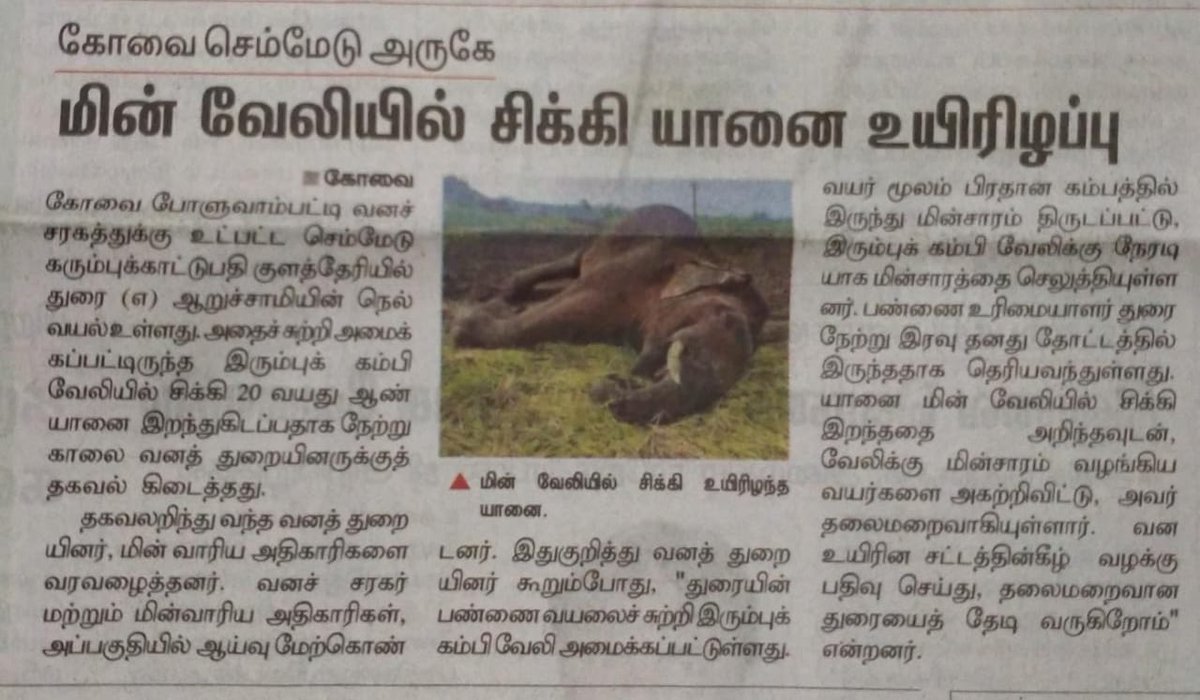 poor farmer has given connection to the electric fence from EB mains supply , which is illegal. The normal method is to give a low voltage solar pulse which deters the elephants without harming them. The farmer ran away after seeing the dead elephant. Incident widely reported