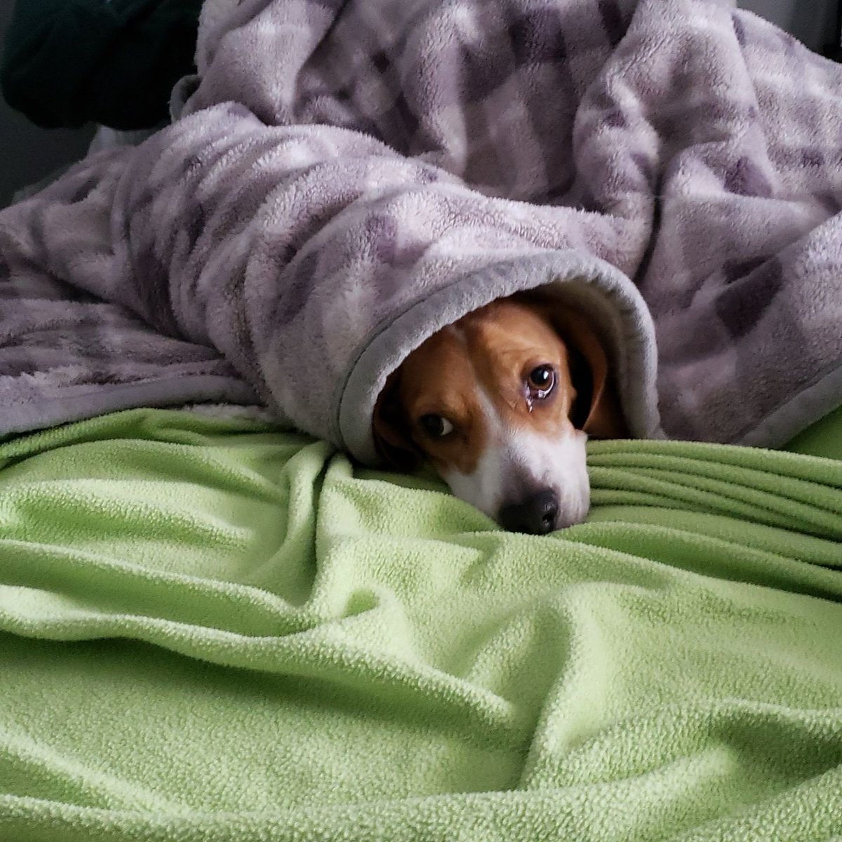 WiKells's tweet photo. I aspire for this level of coziness every day https://t.co/Pwhmg0BHgX