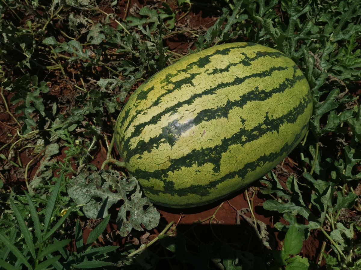 Silas Mutota tweet media