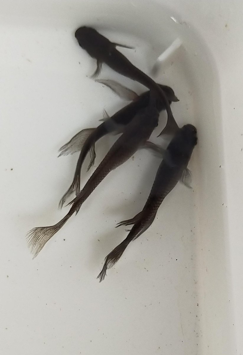 飼育者a 元は黒龍と黒蜂を掛け合わせたメダカを松井ヒレ長にしたのがブラックキングとありました つまりオロチ松井ヒレ長で黄ヒレは系統上出ないはずなのですが 多分もう混ざってしまっているので黄ヒレオロチなども存在するのでは もうブラック 飼育者a 元は黒龍と黒蜂を掛け合わせたメダカを松井ヒレ長にしたのがブラックキングとありました つまりオロチ松井ヒレ長で黄ヒレは系統上出ないはずなのですが 多分もう混ざってしまっているので黄ヒレオロチなども存在するのでは もうブラック