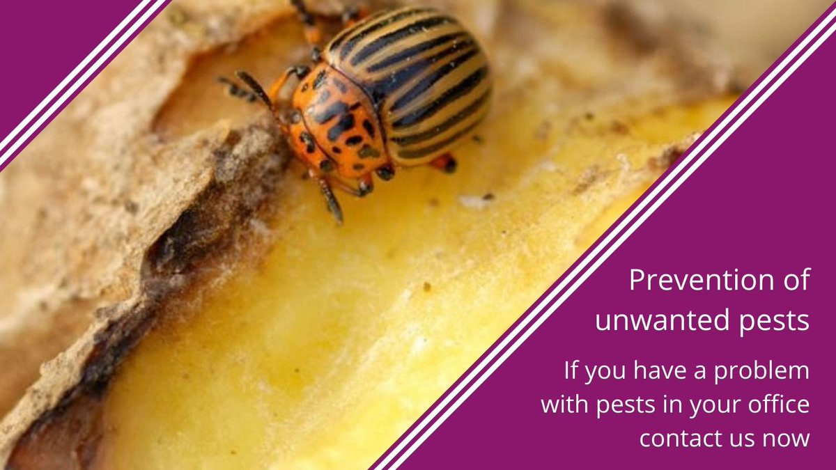 impressivepest's tweet photo. Although pest spots are not welcome news, it is necessary for managers and business owners to look at such reports as opportunities to responsiveness. 
Read more at- https://t.co/dfHjKIJu0i
#pestcontrol #pestcontrolservice #Werribee https://t.co/K3QWlt45U4