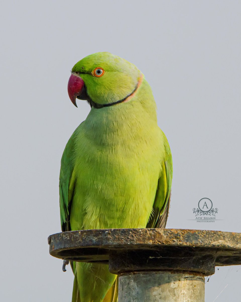 Clicked at mh-13
JAN (2021) 
GREEN PARROT
#birdphotography #birdsofinstagram #wildlifephotography #birds #naturephotography #bird #wildlife #photography #birdwatching #natgeo #photooftheday #nikon #birding #naturelovers #canon #animals #world_photography_hub