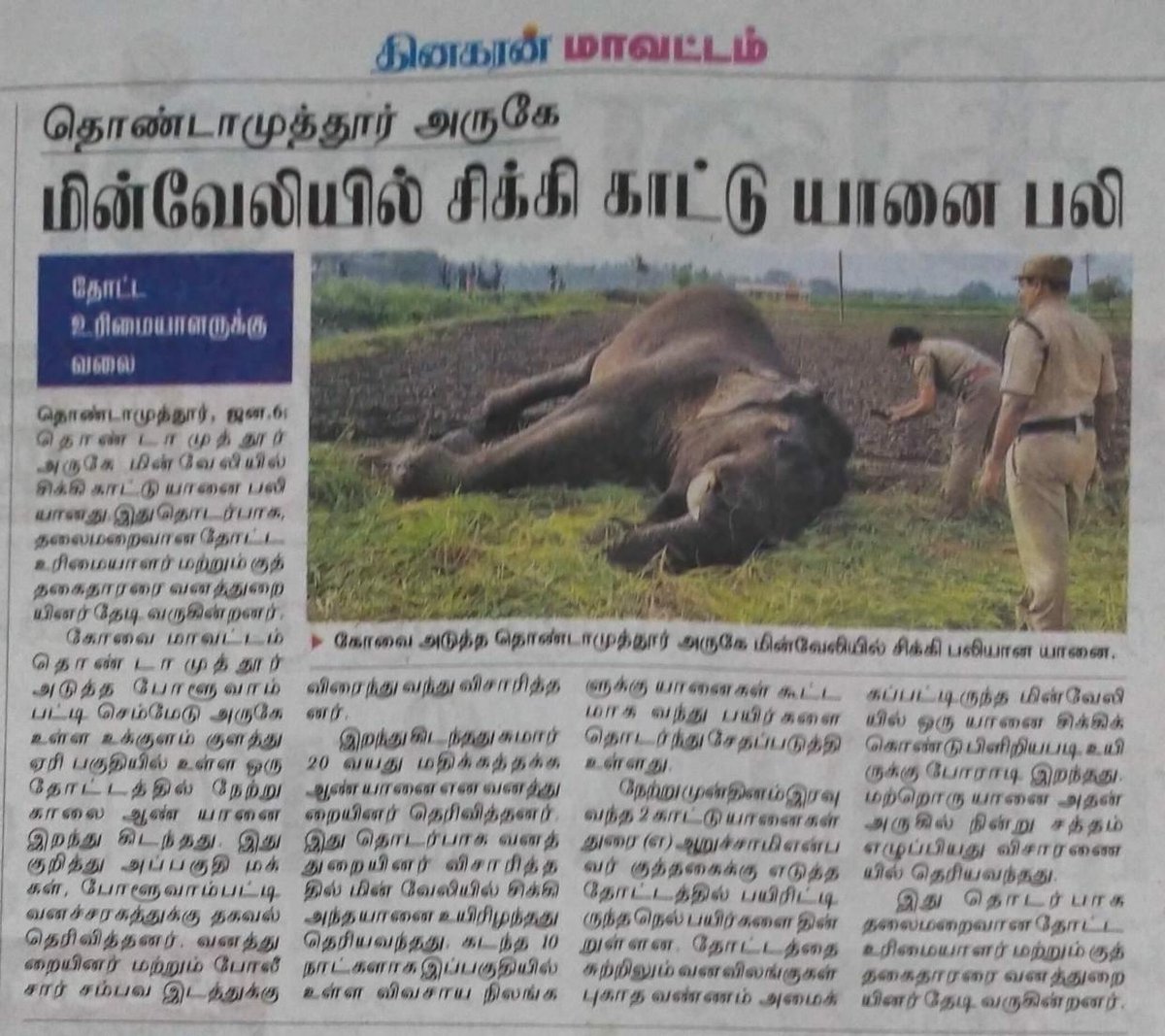 poor farmer has given connection to the electric fence from EB mains supply , which is illegal. The normal method is to give a low voltage solar pulse which deters the elephants without harming them. The farmer ran away after seeing the dead elephant. Incident widely reported