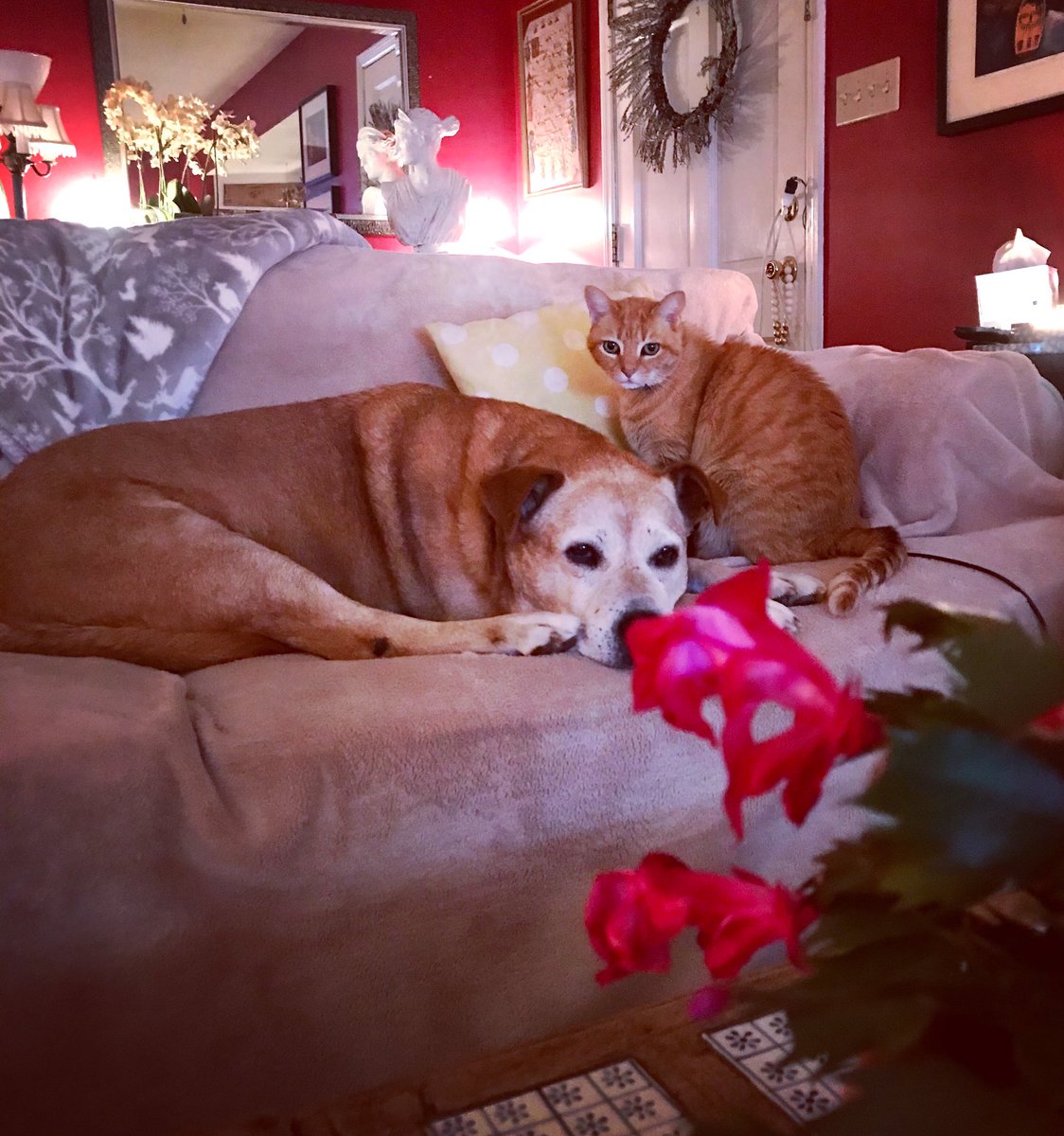 LexLaw813's tweet photo. SimonπΌ (the merciless hunter), the only Republican in this household, appears rather anxious as the #GeorgiaPolls closed. MerleπΆ, however, remains completely at ease as per usual. #perfectspecimen #adoptdontshopπΎ #GAPol #flipthesenate #GeorgiaRunoff https://t.co/xvYjmQD4A9