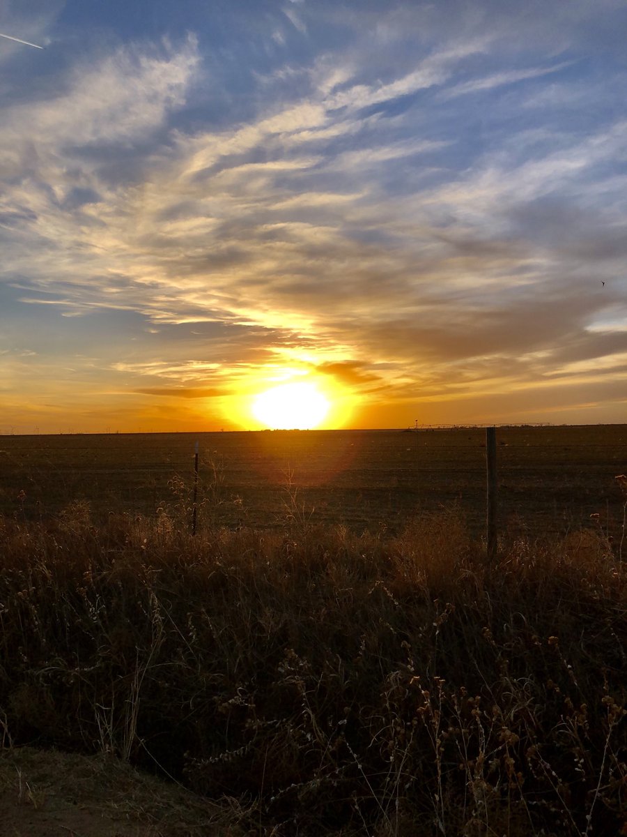 Mr. Pigweed ©️ tweet media