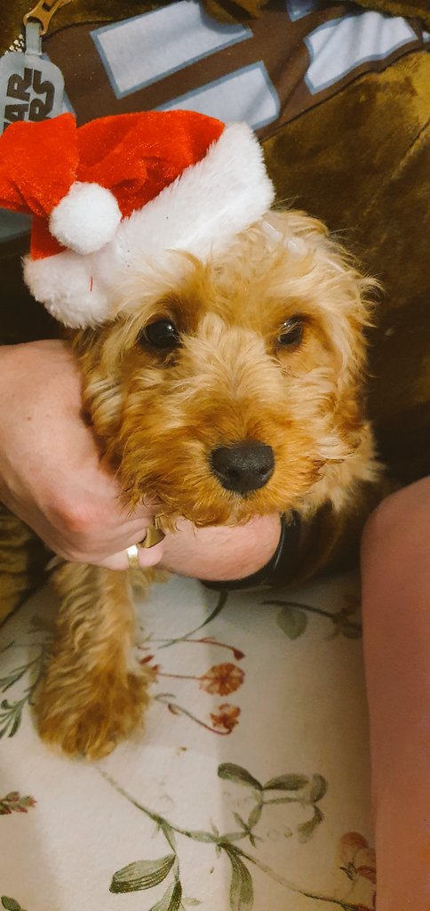 Dalyesha's tweet photo. She got Edible Christmas Card for dog.
#ediblechristmascardfordog
#Cockapoo #DogsofTwittter #PhotoOfTheDay @SmallVloggers @dog_feelings #modeldog @CockapooPlace @dog_rates #DogLover @Dogwoof #pets #Christmas2020 #cutenessOVERLOAD https://t.co/mdiXyAnk7e