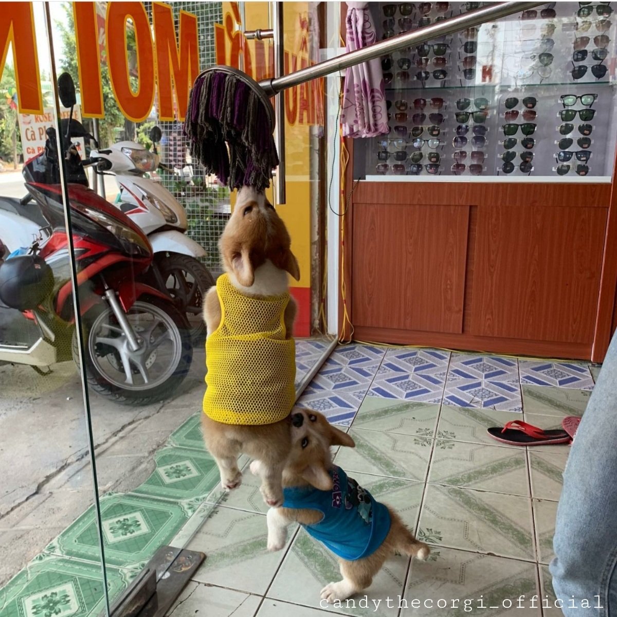 Hyacinth and Gregory Bridgerton