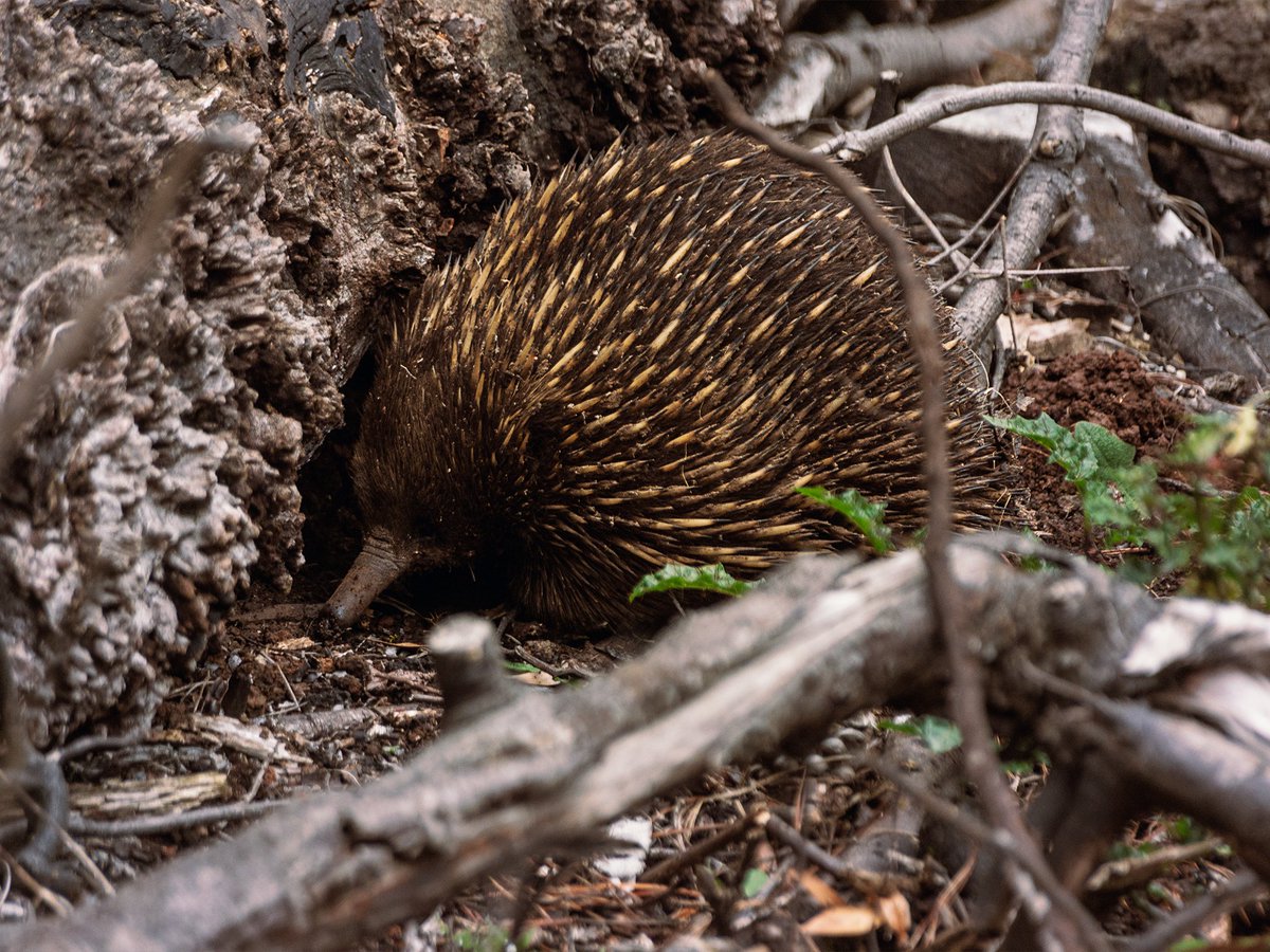 The initial “official” description by Harris (1808) mentions the remains of a short-beaked echidna – so for decades after, you could find documents suggesting that thylacines were echidna-specialists. A sample size of 1 is all you needed back then, apparently… 3/12