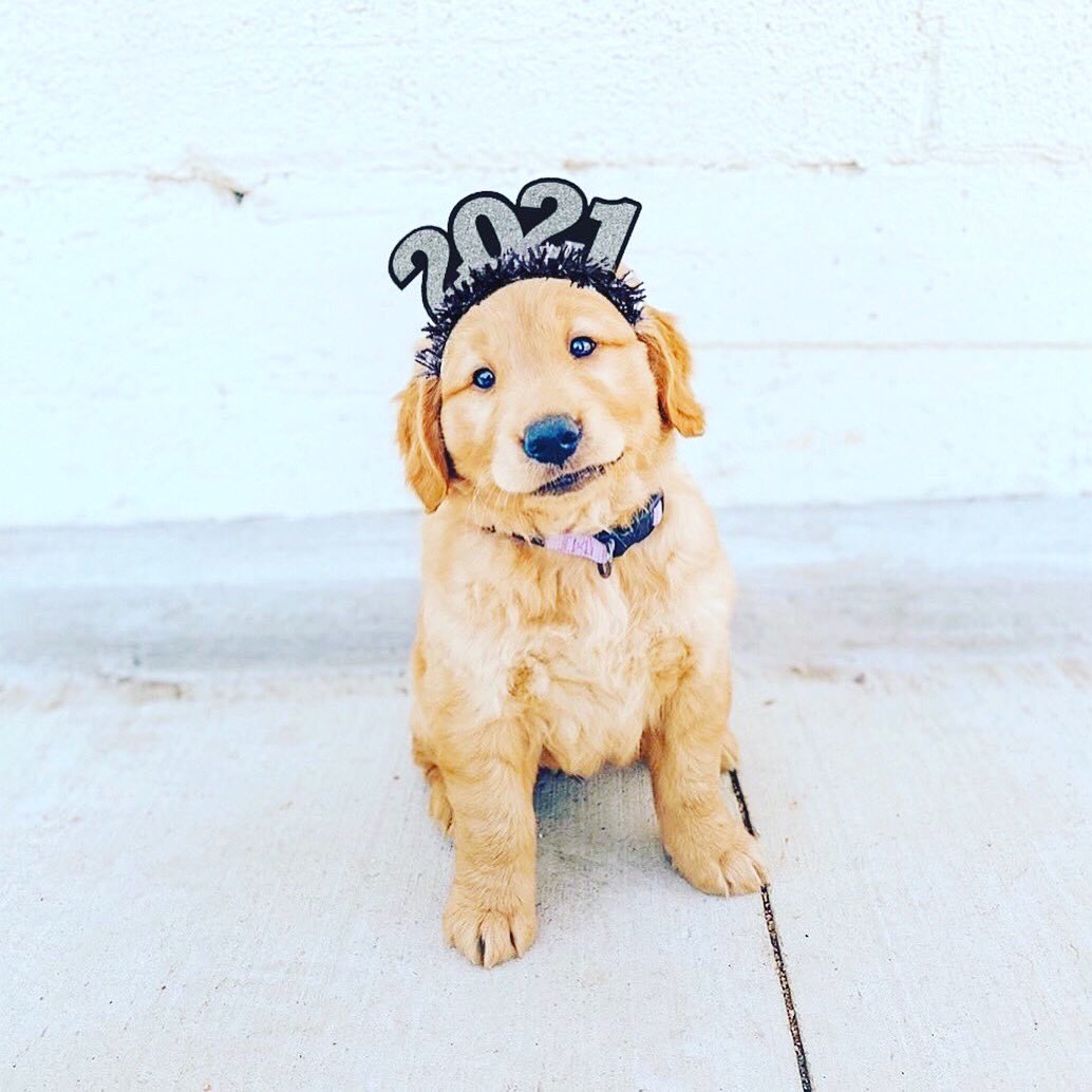 proeffects08's tweet image. New Year, New Me! Have a #great and wonderful #year ahead everyone! 🥳🥰

Thanks @WoofWoof_TV for this #photo.