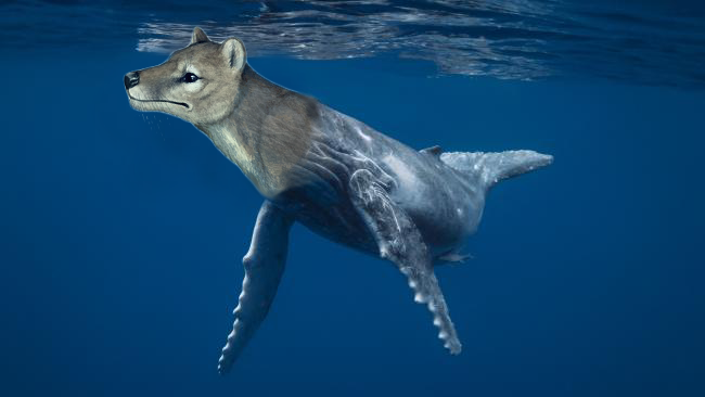 Another surprisingly long-lasting idea was that the thylacine was a specialist fish-eater – like a marsupial version of an otter. No, stop laughing… seriously. 4/12