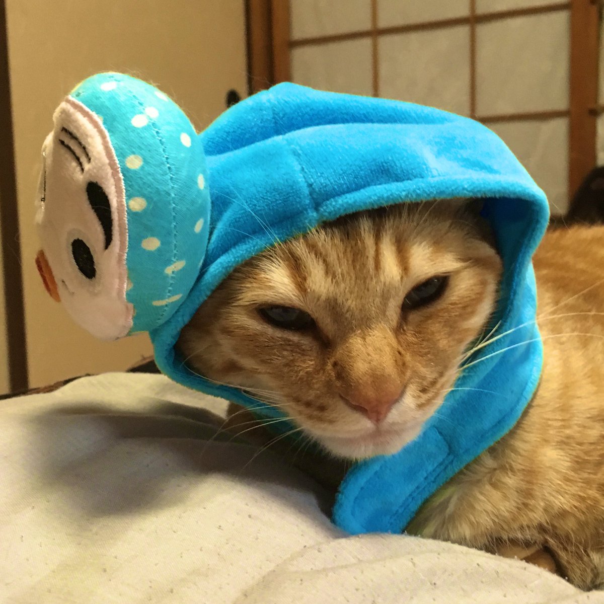 thatorathatora's tweet photo. ひょっとこニャ〜。 https://t.co/iq0VhsrAhz