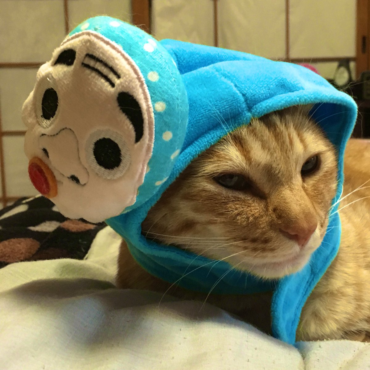 thatorathatora's tweet photo. ひょっとこニャ〜。 https://t.co/iq0VhsrAhz