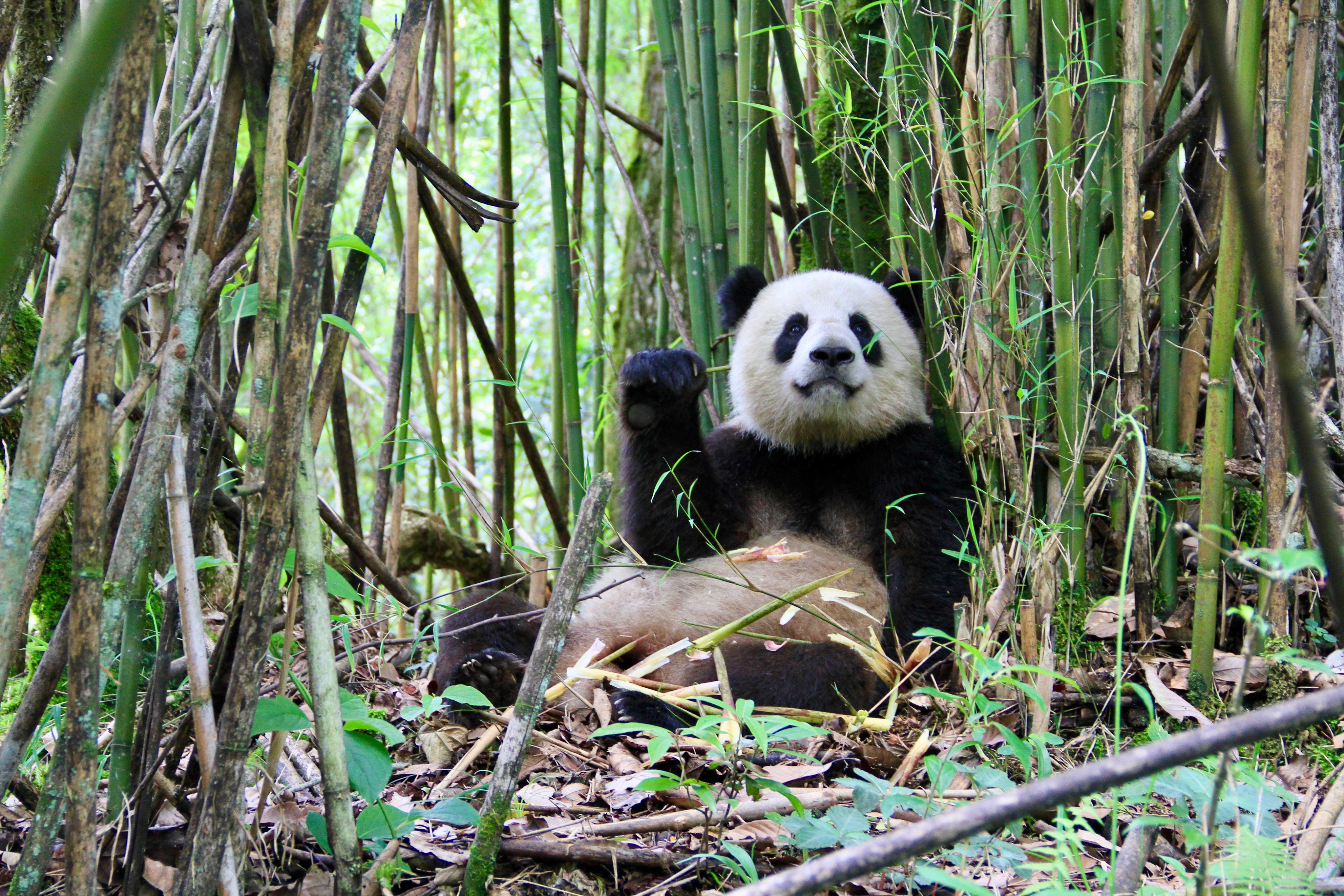 INBAR on Twitter: "“The ecology and behaviour of giant #pandas is  intrinsically linked to #bamboo. Unfortunately, so is their conservation.”  @Jake_R_Owens writes for #BambooRattanUpdate about these iconic animals\