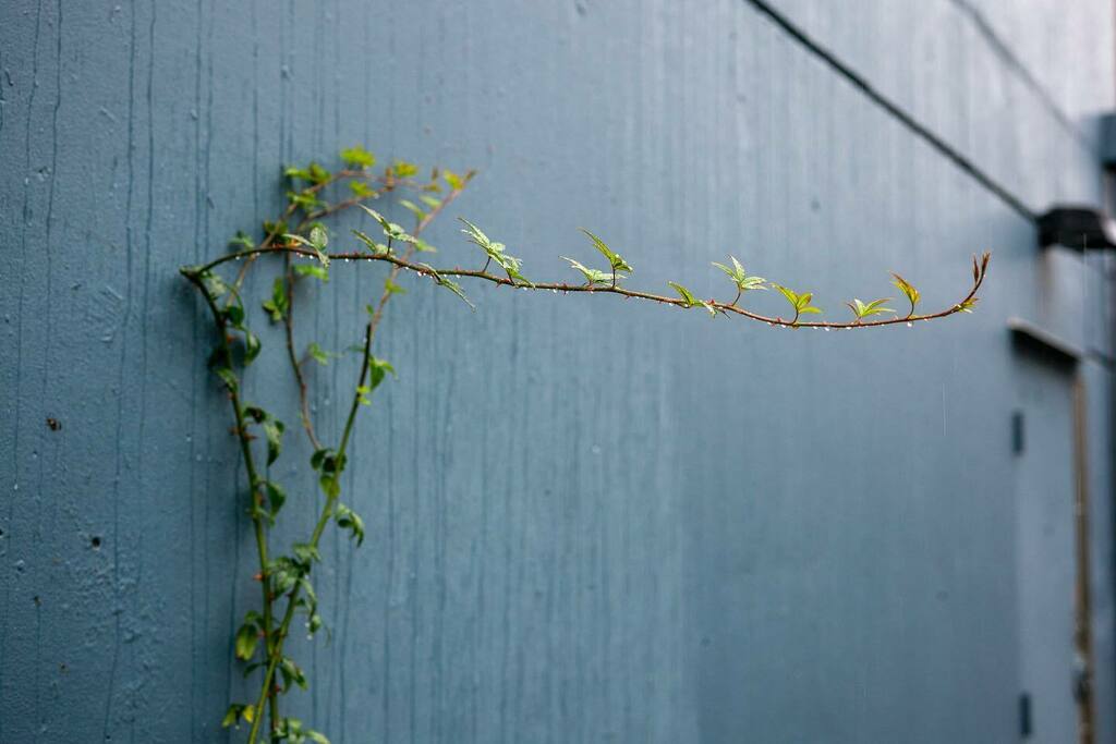 stirwise's tweet photo. Reaching out
.
.
#touchingyou #touchingme #earworms #gardensofseattle #vine #droplets #rainydays #everydayphotography #neighborhoodviews #gravitydefying #leicam240 #nokton50mmf12 #leicaphotography #leica #leicacamera #mood #capitolhillseattle #alleys #pnw #pacificnorthbest https://t.co/H58SKAHKSP