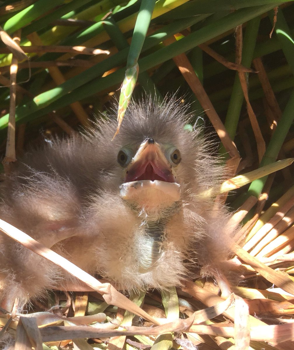Matt_HerringOz's tweet photo. Today we hit the jackpot: confirmation of Australasian Bittern breeding in response to environmental water in the Lowbidgee this season. With only about 1300 left in Australia, every nest is precious. Hats off to @theCEWH &amp; @nswenviromedia, incorporating bitterns into management. https://t.co/h6lhiyNrrg