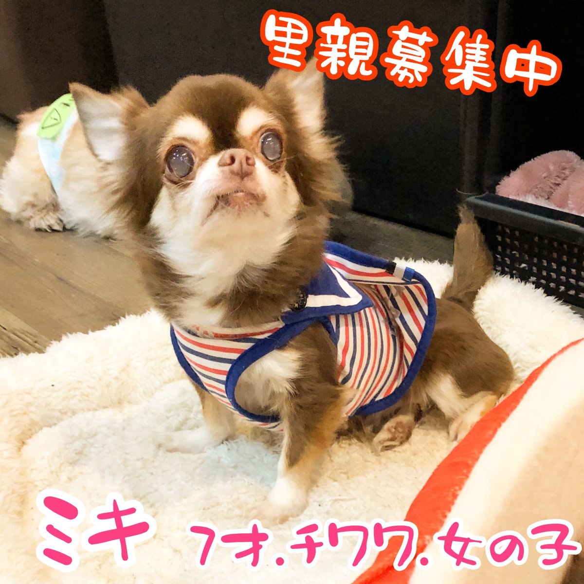 保護犬カフェ 鶴橋店 里親募集中 ミキ ﾁﾜﾜ 女の子 7才 大人しい性格のミキちゃん 写り込んだポポルとチェルもかわいい ミニーもきて邪魔されて それでもミキちゃんは待っててくれました 保護犬カフェ鶴橋店 ラブファイブ 里親募集