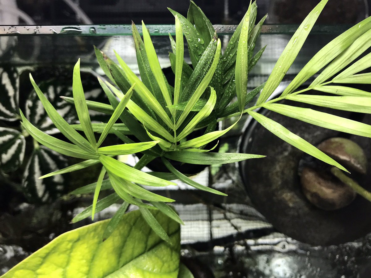 Tasi 根の水耕栽培 家庭菜園 ダイソーのテーブルヤシは 苔は付けずシンプルな浮島にしました 植物の重心と浮島の重心を合わせるのがポイントだよ ダイソー 水耕栽培 Tasi 根の水耕栽培 家庭菜園 ダイソーのテーブルヤシは 苔は付けずシンプルな浮島にしました 植物の重心と浮島の重心を合わせるのがポイントだよ ダイソー 水耕栽培