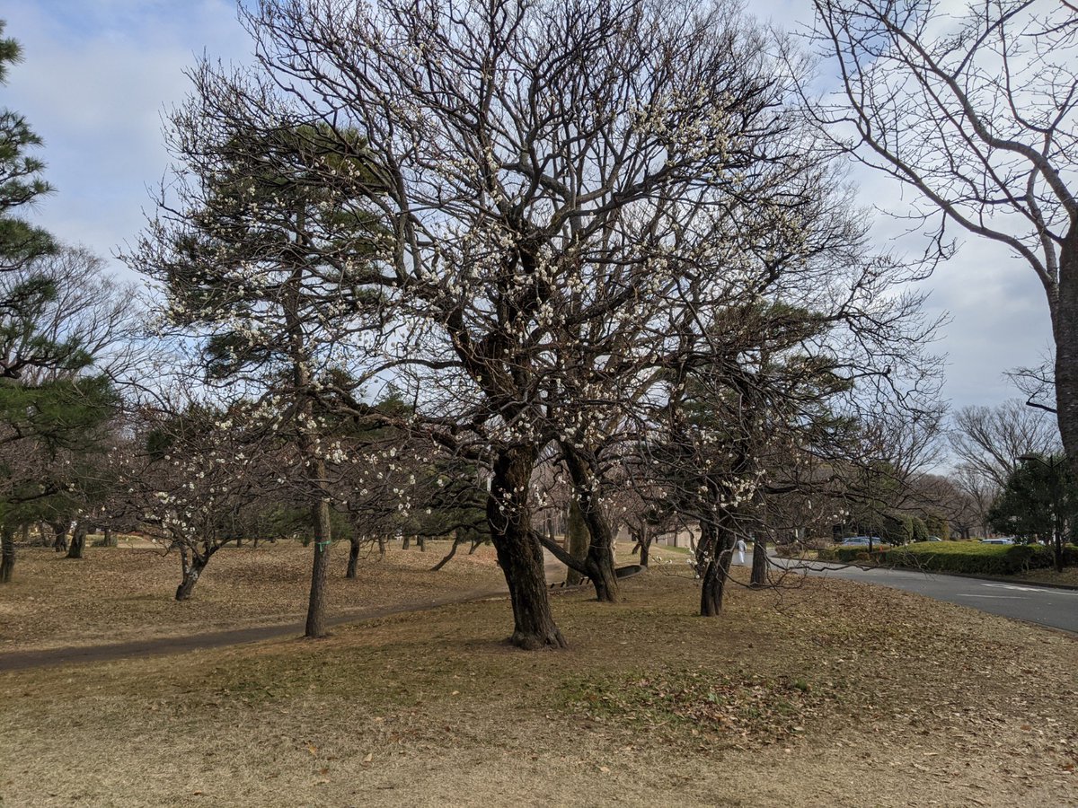 ParksKoganei tweet picture