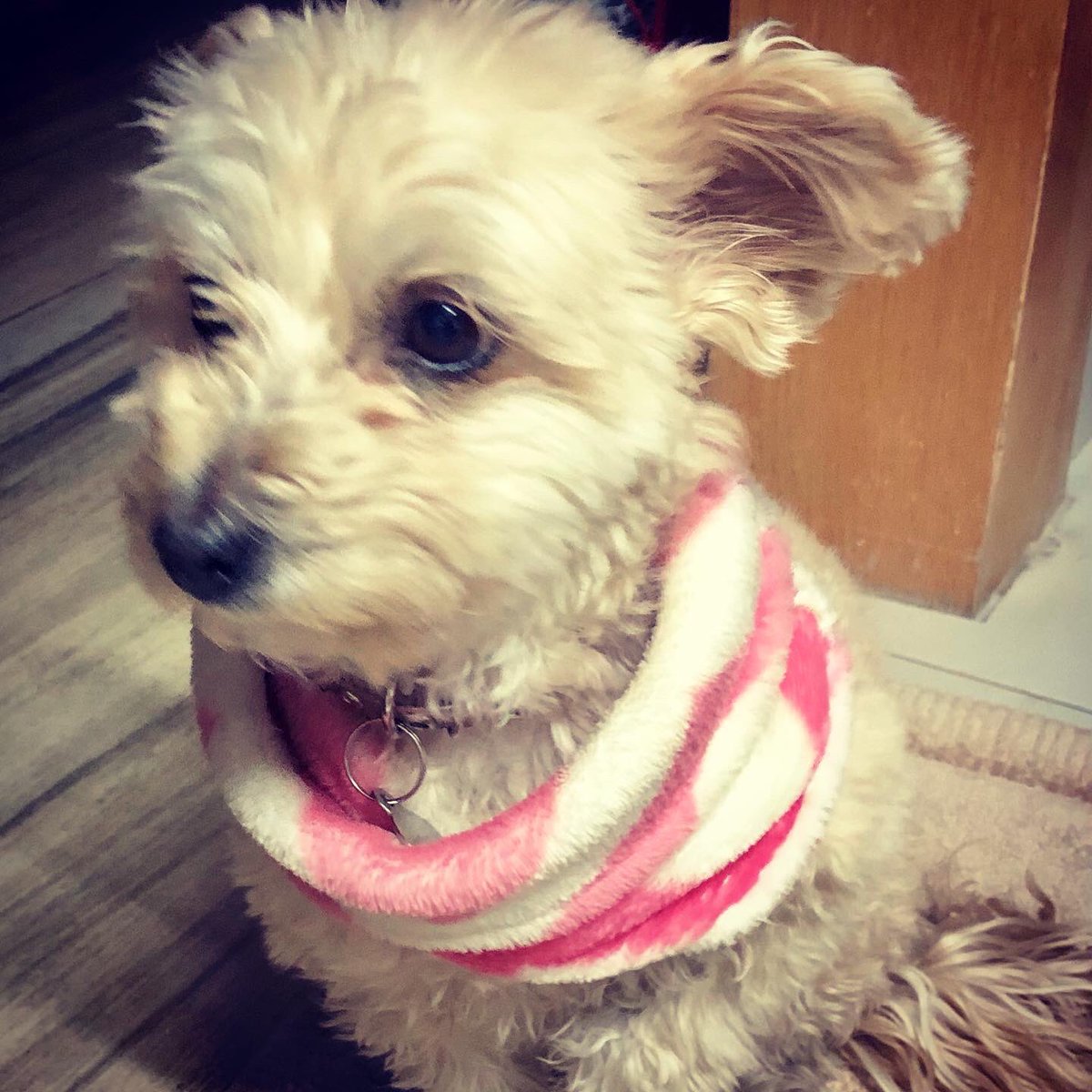 tintaguinda's tweet photo. #MiTaro a disgusto con la bufanda #Enero2021 #frío ❄️ #Calientita https://t.co/qUx817ltN2