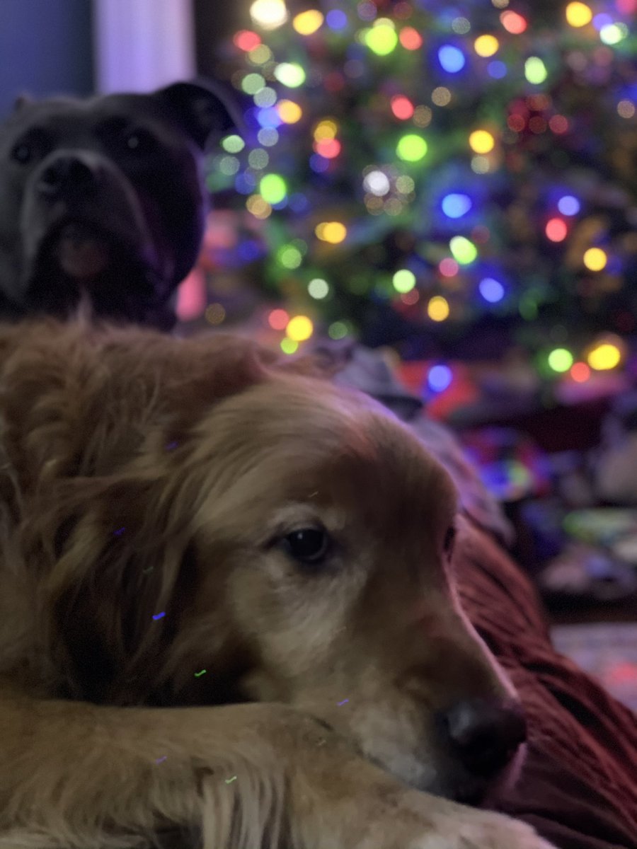 After four years of no dogs in the White House, Aria finally gets representation.