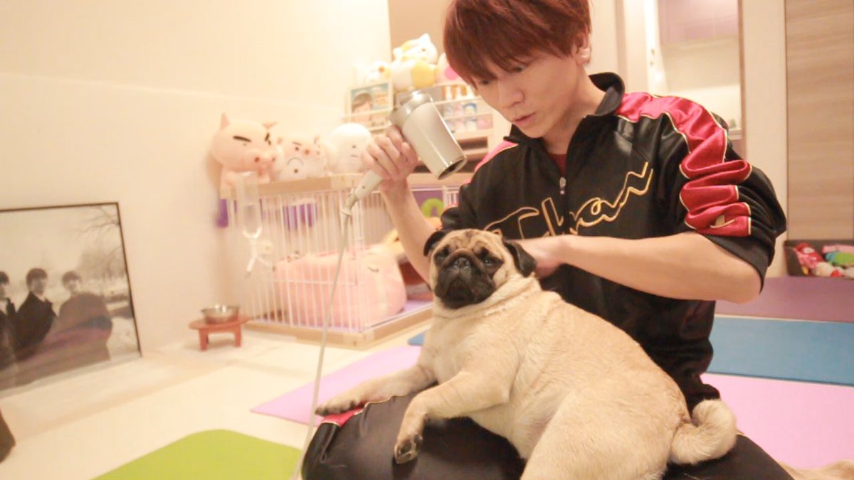 高野 光平 友達のパグをシャンプーしてきました T Co Jvdu9csdtu 初の シャンプー ぜひご視聴ください パグ 豆腐パスタ