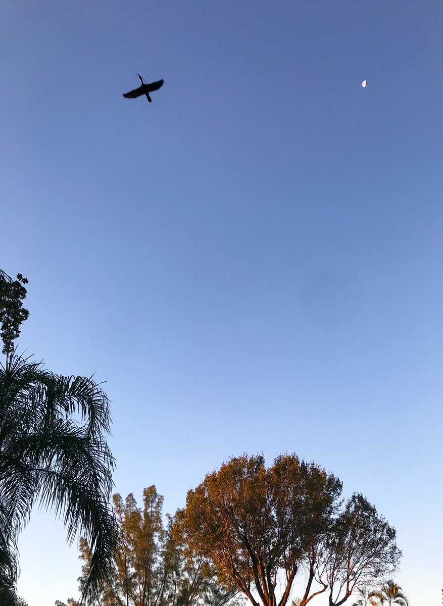 Crispy
Project 365 - Day 5

project365-jody.blogspot.com/2021/01/projec…