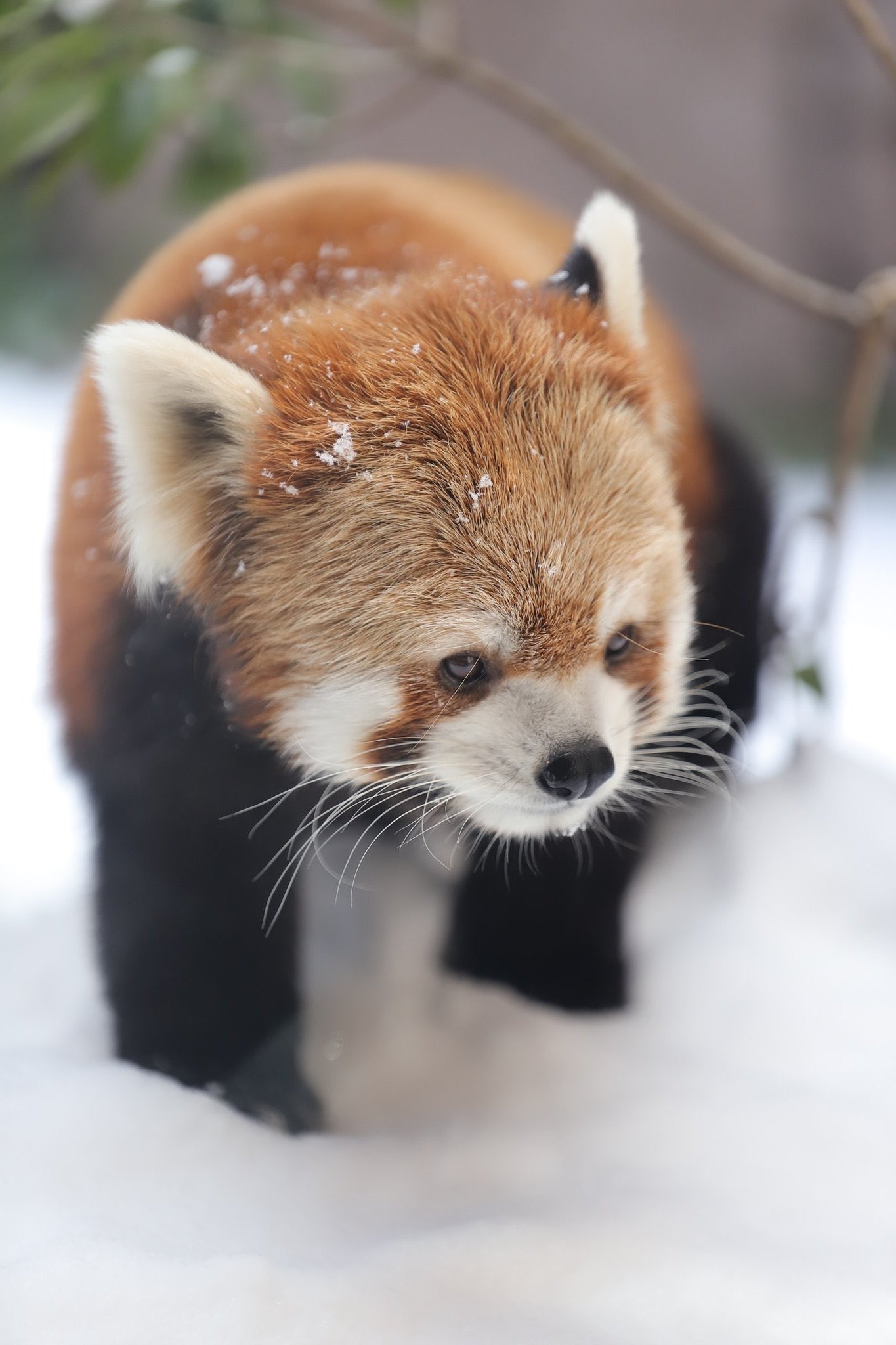 Kiraaika 10鯖 Ff14ultima 世界一かわいい動物ってなーんだ Oh Yes レッサーパンダ 昼休み中レッサーパンダの画像 あさり続けた奴がいるらしい 可愛い 可愛い 可愛い が 三拍子そろった生き物なのさ W T Co Huvyqadgb9 Twitter