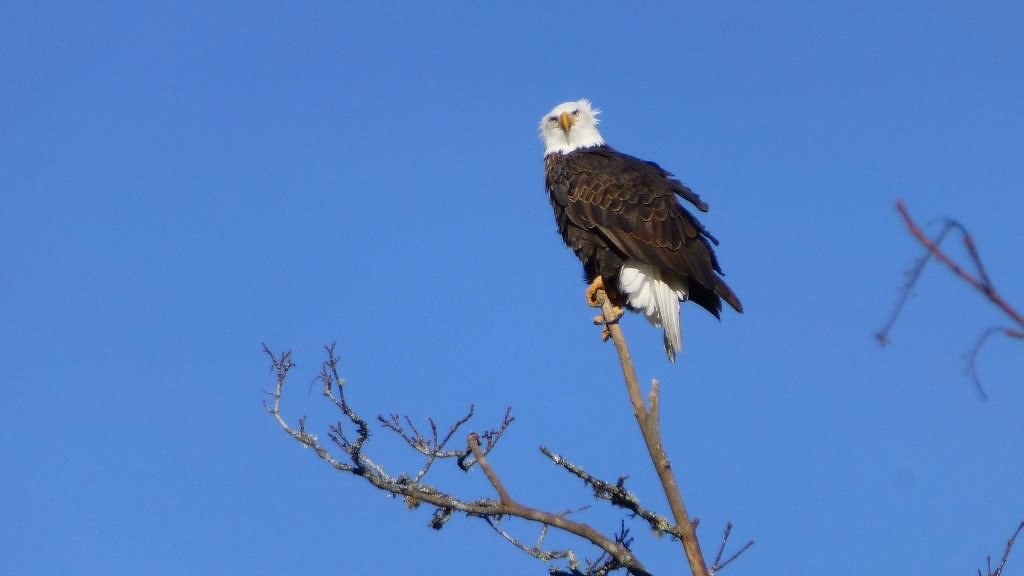 We hope it doesn't ruffle your feathers that we are late to wish you all a happy #NationalBirdDay. We love this photo from Rasar State Park  — a popular park for eagle watching along the Skagit River. What are your favorite #WAStateParks for birding?